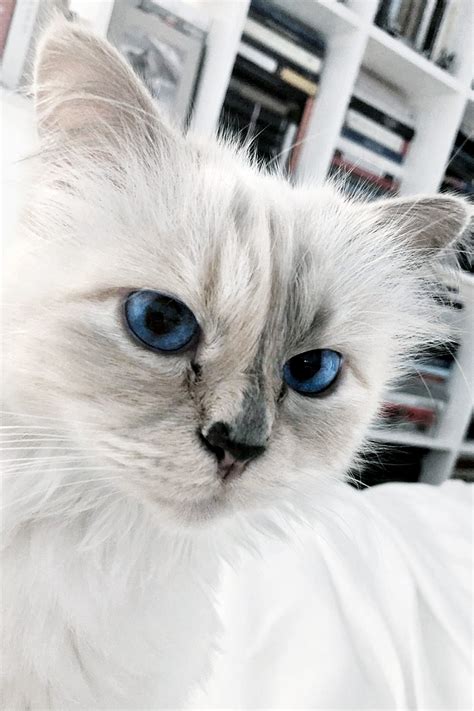 Choupette, la gata que fue el amor de la vida de Karl .